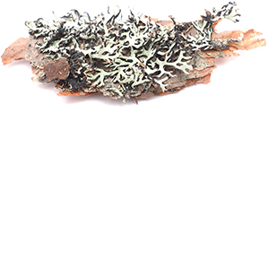 Iceland Moss Herbasol® Extract PG (PF)